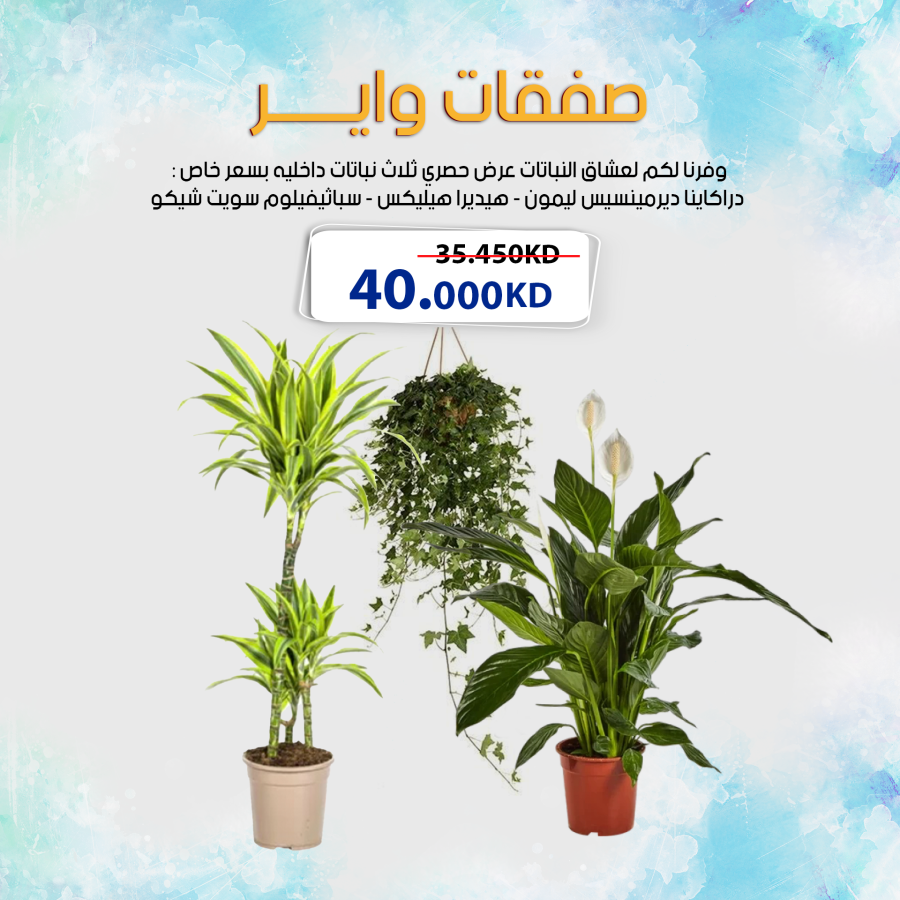 وفرنا لكم لعشاق النباتات عرض حصري ثلاث نباتات داخليه بسعر خاص :  دراكاينا ديرمينسيس ليمون - هيديرا هيليكس  - سباثيفيلوم سويت شيكو