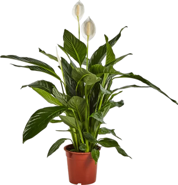 Spathiphyllum Sweet Chico - Peace Lilly