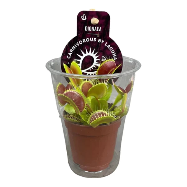 Dionaea Muscipula In Cup - Insect Eating Plant - Indoor Plant - Venus Fly Trap