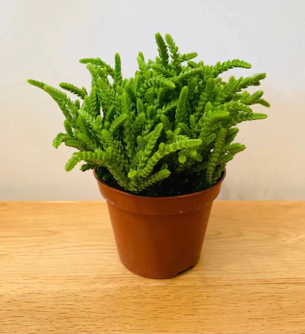 نبات Crassula Lucopoides - Succulent