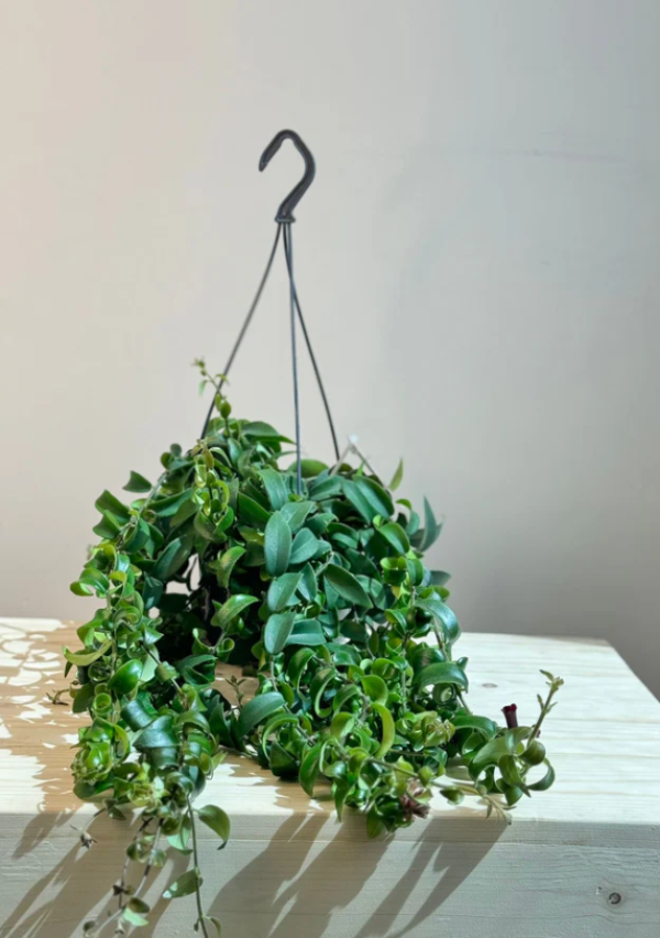 Aeschynanthus Rasta - Lipstick Plant - Hanging Indoor Flowering House Plant - نبات داخلي