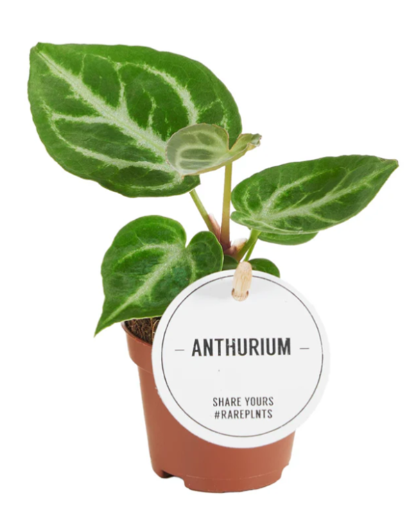 أنثوريوم كريستالينوم - نبات منزلي نادر