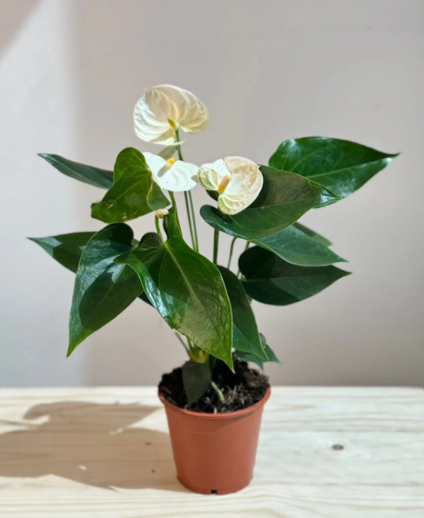 Anthurium White - Indoor Flowering House Plant - نبات داخلي